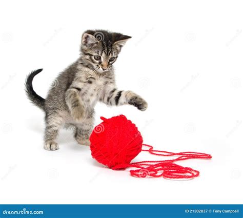 Cat Playing With Yarn Royalty-Free Stock Photography | CartoonDealer ...