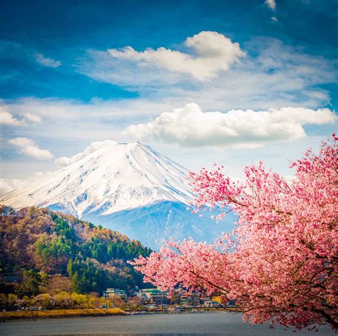 Cool Mt Fuji Cherry Blossom Wallpaper Ideas - hunter.hyperphp.com