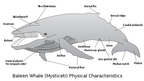 Baleen whales, Whale anatomy, Whale facts