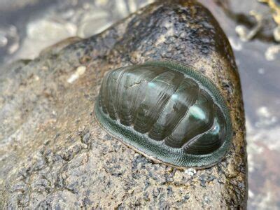 Chiton - A-Z Animals