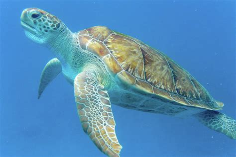 Close up sea turtle Photograph by Mark Hunter - Pixels