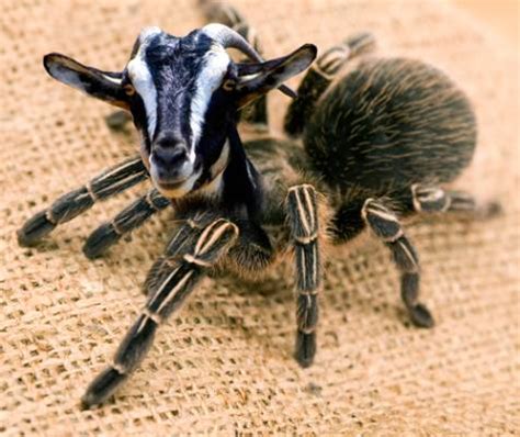 Genetically Engineered Spider Goats (Thanks, Science) Article Cats