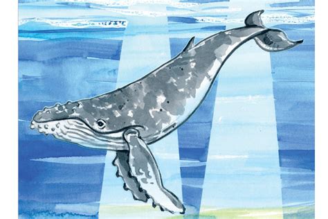 How To Draw A Humpback Whale at How To Draw