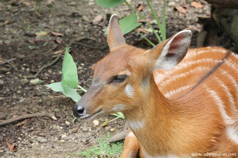 Ada Apa di Kebun Binatang Ragunan, Kini? | Daily Life a Mom-Blogger