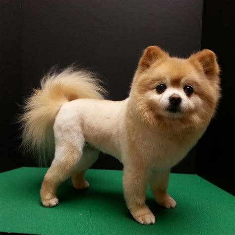 22 best images about Pomeranian haircut on Pinterest | Cute dogs images, Pomeranian haircut and ...