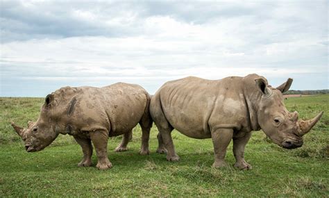 13 Facts About White Rhinoceros - Facts.net