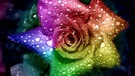 24 Rainbow Rose Wallpapers - Wallpaperboat