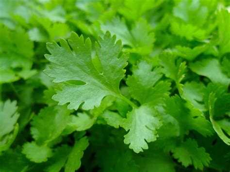 Parsley: Planting, Growing, and Harvesting Parsley Plants | The Old ...