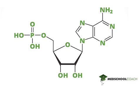 Nucleotides – MCAT Biochemistry | MedSchoolCoach