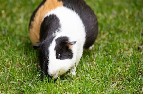 Guinea Pig Pregnancy Behaviors - Guinea Pig Center