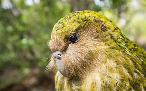 Back from the Brink: Breakthrough Artificial Insemination Program Keeping NZ's Kakapo from going ...