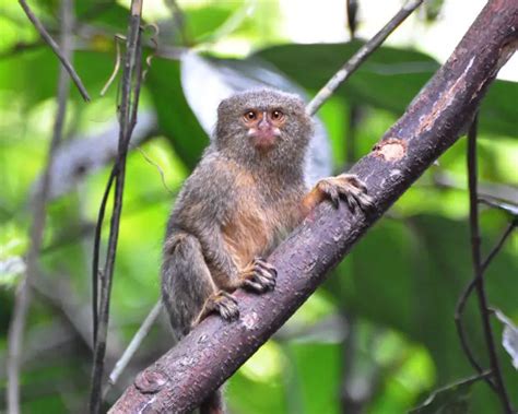 Pygmy Marmoset - Facts, Diet, Habitat & Pictures on Animalia.bio