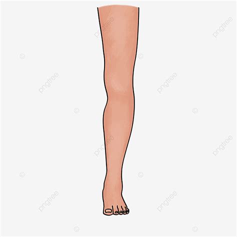 Upright Clipart Vector, Cartoon Upright Legs Clipart, Leg Clipart, Leg, Limb PNG Image For Free ...