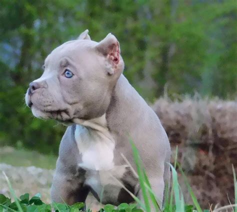 American Bully Puppies for Sale in CT - Josieclark - Medium