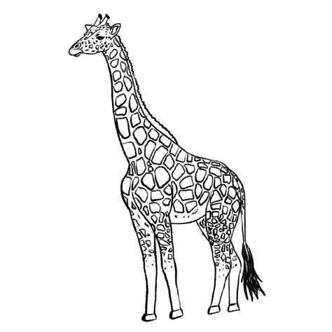 Draw a Giraffe | Easy Drawing Tutorial | Design Bundles