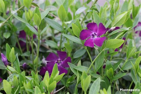 Growing Periwinkle, Vinca Minor – How to Care for this Ground Cover - Plantopedia