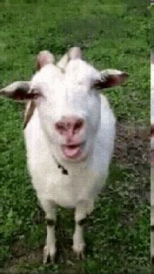 Screaming Goat GIFs | Tenor