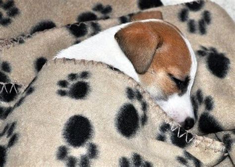 Adorable Sleeping Jack Russell Puppy | Jack russell puppies, Jack russell, Jack russell terrier