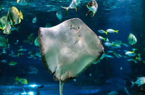 These Happy Sea Creatures Will Make You Smile - Bristol Aquarium