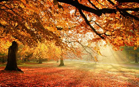 🔥 [73+] Autumn Tree Wallpapers | WallpaperSafari