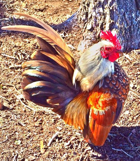 Serama | BackYard Chickens - Learn How to Raise Chickens