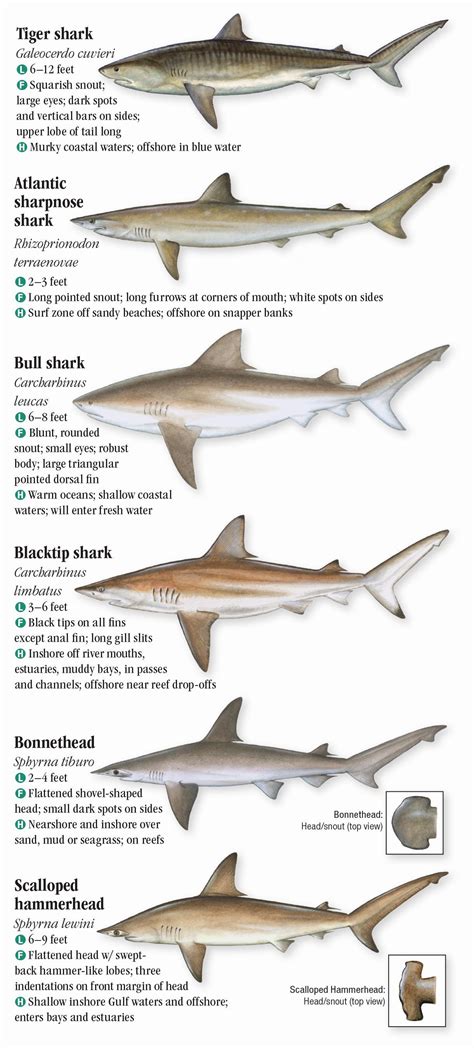 Gulf Of Mexico Fish Species Chart