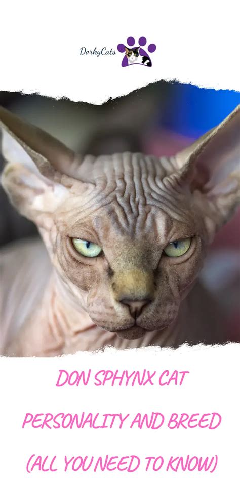 DON SPHYNX CAT PERSONALITY AND BREED (ALL YOU NEED TO KNOW) - DorkyCats