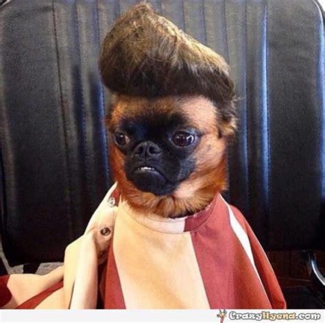 35 funny dog haircuts: These dogs are the real victims of laughter here!