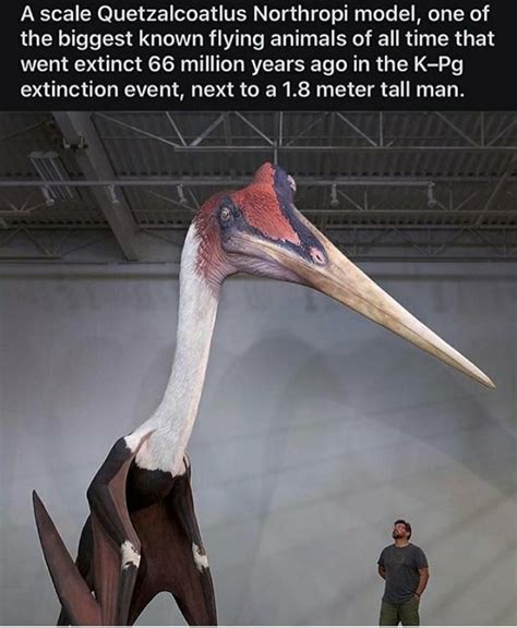 A scale Quetzalcoatlus Northropi model, one of the biggest known flying animals of all time that ...