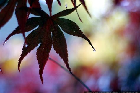 photo: japanese maple leaf silhouette MG 4801 - by seandreilinger