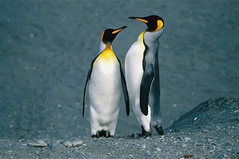 1,400+ Penguin Couple Stock Photos, Pictures & Royalty-Free Images - iStock