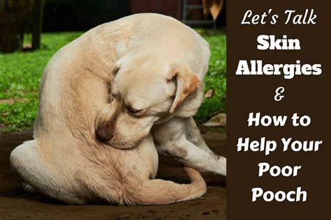 Understanding Dog Skin Allergies: Remedies, Treatment and Skin Care Tips