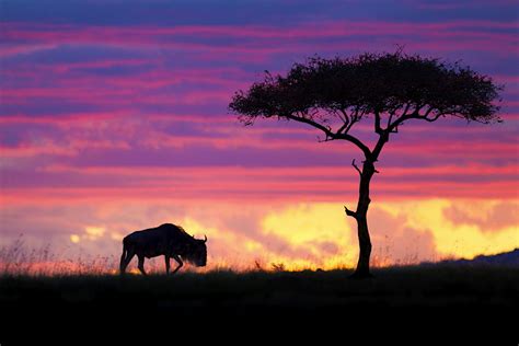 Masai Mara National Reserve travel | Kenya, Africa - Lonely Planet