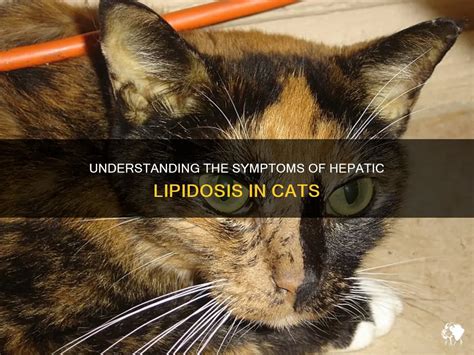 Understanding The Symptoms Of Hepatic Lipidosis In Cats | PetShun