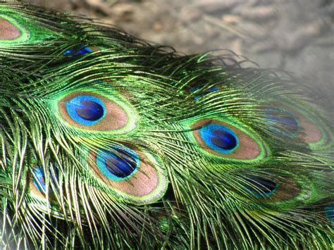 File:Peacock feathers closeup.jpg - Wikimedia Commons