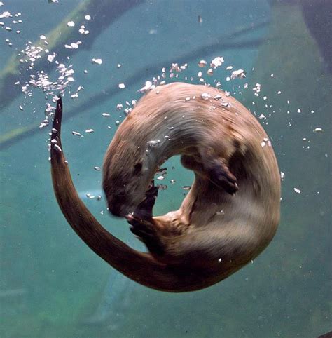 Otter Spins Underwater — The Daily Otter