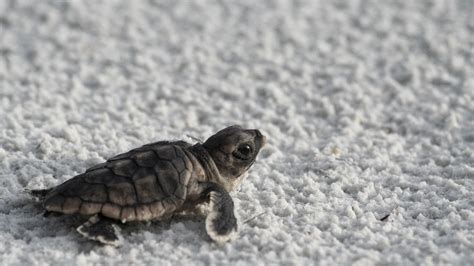 How to Give These 3 Baby Sea Turtles Some TLC