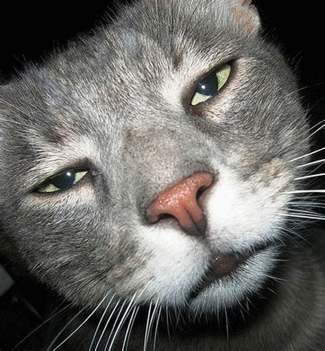 Unamused kitteh is unamused. | Funny cat faces, Funny cats, Funny pictures