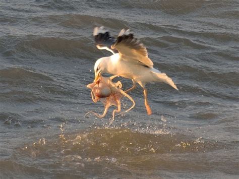 A seagull fighting against an octopus. My life is complete now. : pics