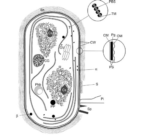 1 General scheme of a cyanobacteria vegetative cell in section. a... | Download Scientific Diagram