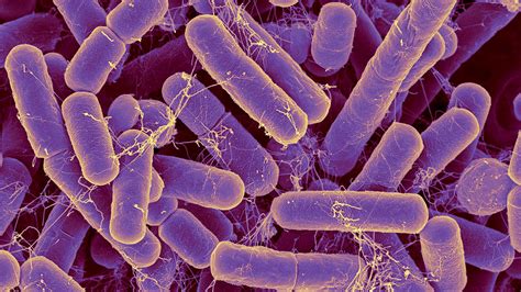 The bacteria in your gut may reveal your true age | Science | AAAS