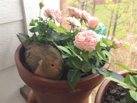 Need help with the two abandoned mourning dove eggs (about to hatch ...