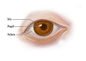 Reactive To Light And Accommodation | Perrla Eyes