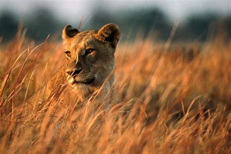 Wildlife in Botswana - Lonely Planet Travel Information