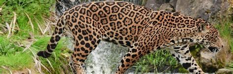 Jaguar Habitat and Distribution - Feline Facts and Information