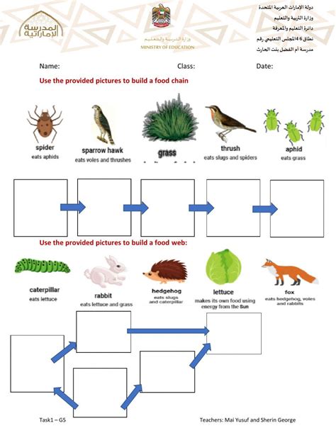 Food Chain and Food web- Task1 worksheet | Food chain worksheet, Food chain activities, Food web