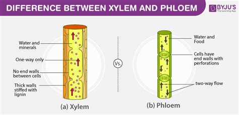 Difference Between Xylem And Phloem - Major Differences