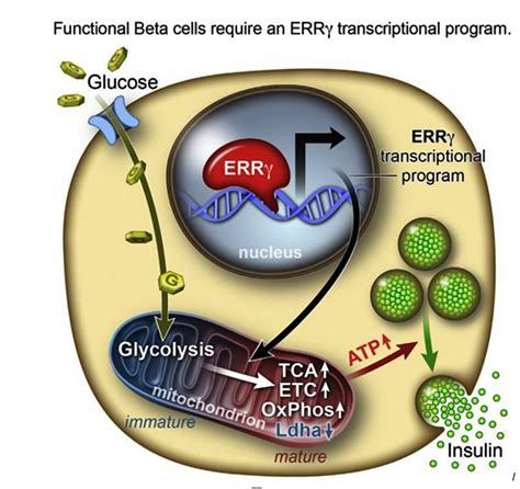 BETA_CELLS - Global Stem Cells Group