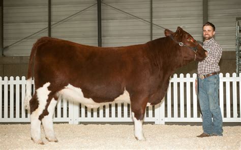 Maine Anjou | CWC Cattle