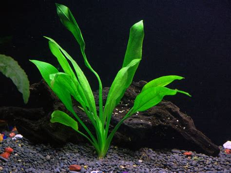 Amazon aquarium plants Idea | chocmales